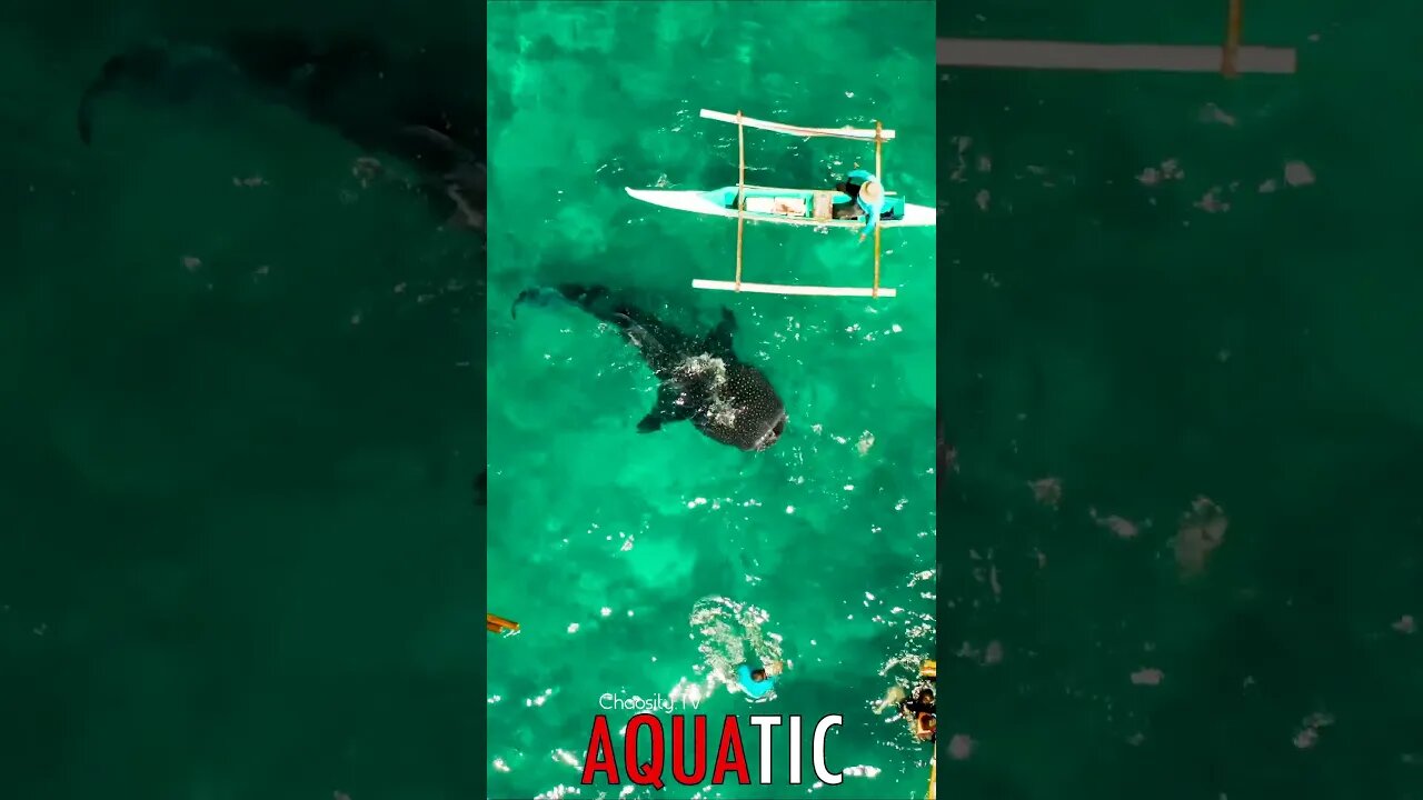 🌊 #AQUATIC - Whale Shark Wonderland: Enchanting Encounters in Oslob, Sharing the Marvels of Cebu 🦈