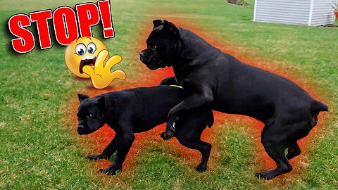 Cane Corso CORRECTS PUPPY