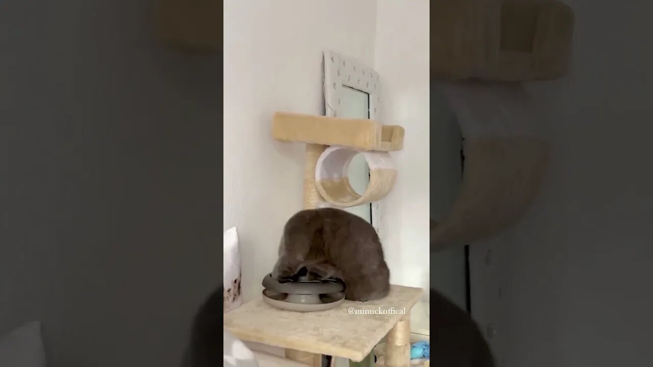 Mimicko was confused