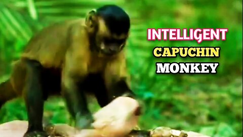 Capuchin Monkey vs Jaguar | Intelligent Capuchin Monkey|