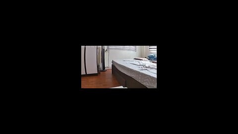 Dogs “alone” time caught on cctv