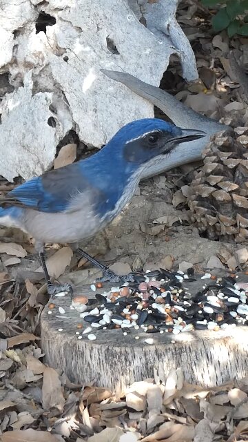 California Scrub-Jay 🐦Oak Stump Seed Surprise