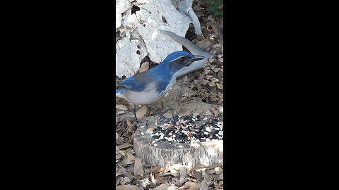 California Scrub-Jay 🐦Oak Stump Seed Surprise
