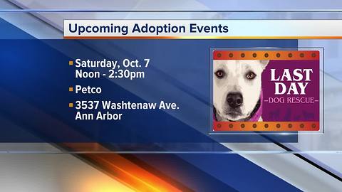 Pet of the Week: Zuki