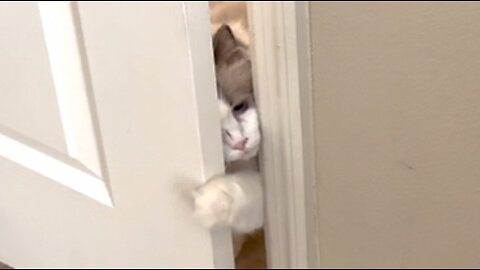 Ragdoll calls in the big dogs for backup