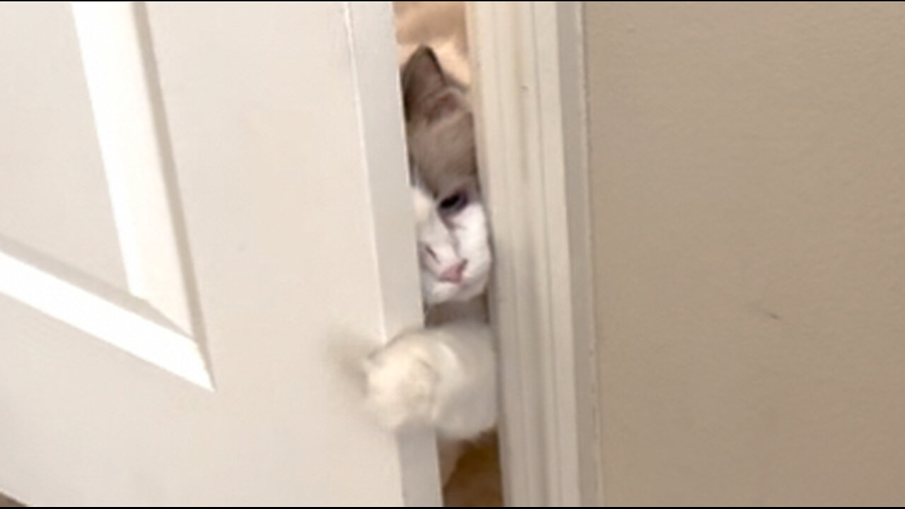Ragdoll calls in the big dogs for backup