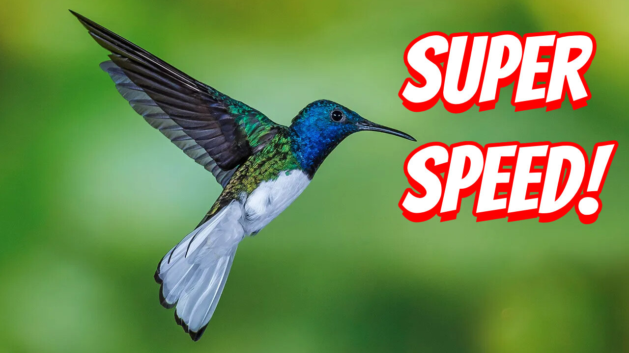 The Amazing Ability of the Hummingbirds!