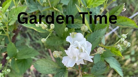 Wild Blackberry Bushes Are Blooming