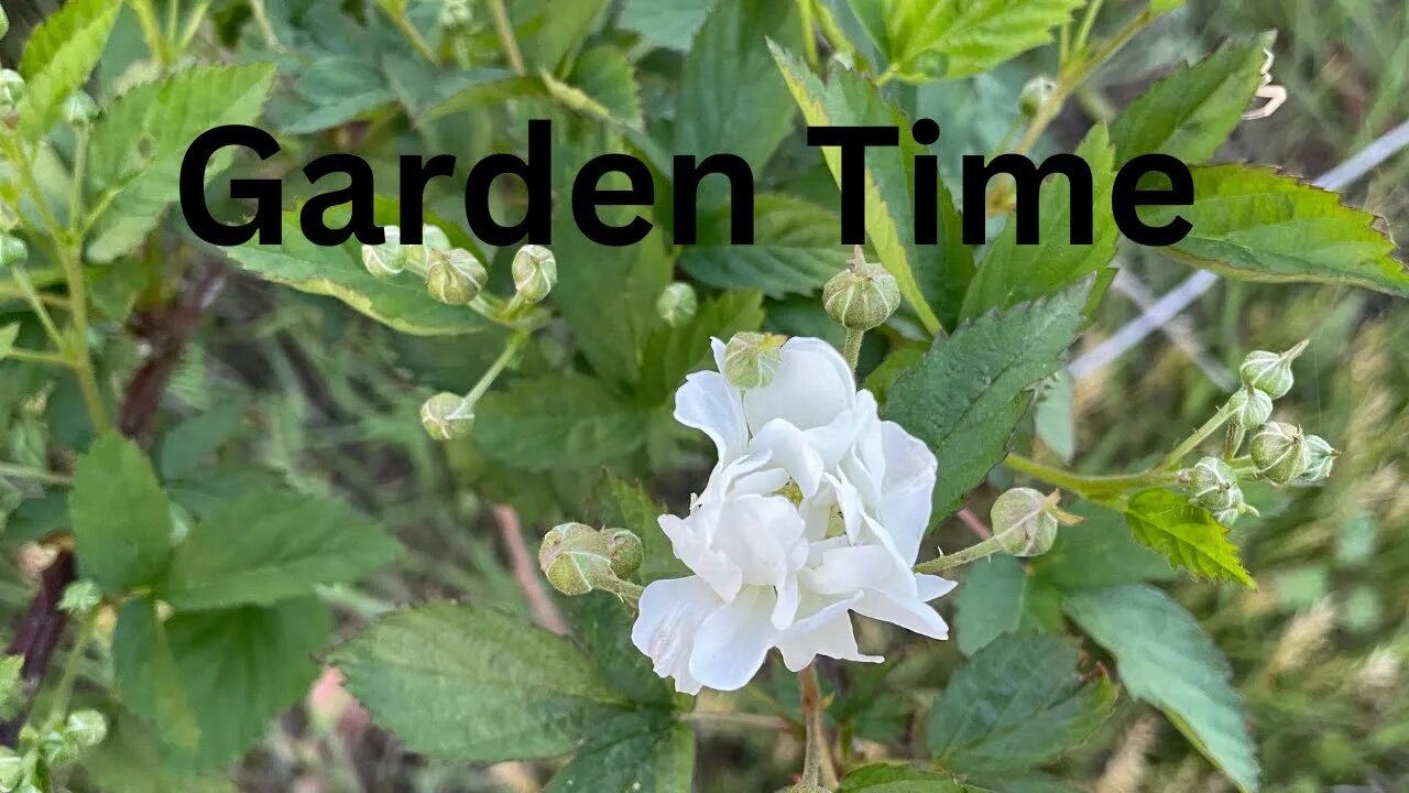 Wild Blackberry Bushes Are Blooming