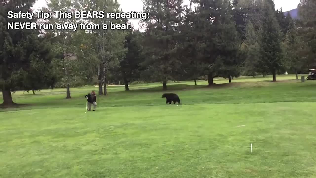 Bears Bears Bears!