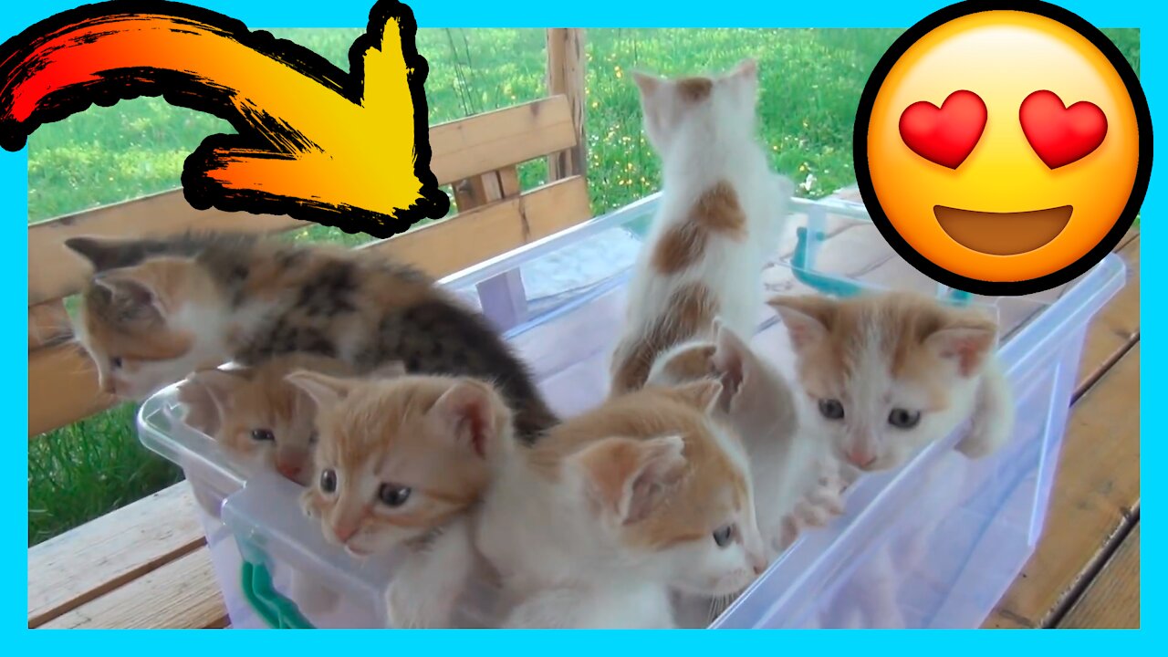 Kittens meowing "too much cuteness" All talking at the same time! 01