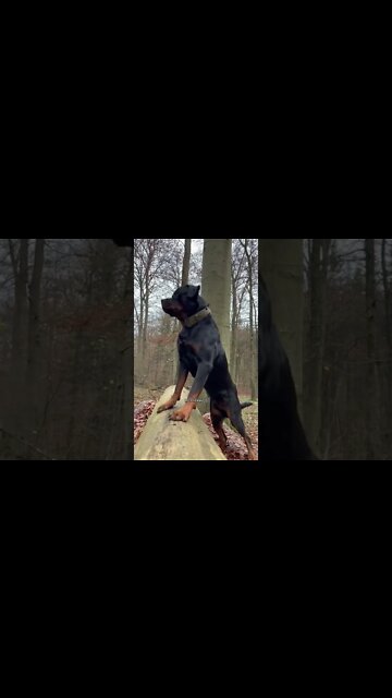 What a beauty 😍 #Shorts #rottweiler #dogs