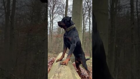 What a beauty 😍 #Shorts #rottweiler #dogs
