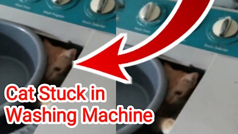 Viral Cat Stuck in Washing Machine