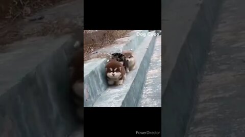 Cute Animals for When You are Stressed| cute husky puppies @chcreation moratuwa