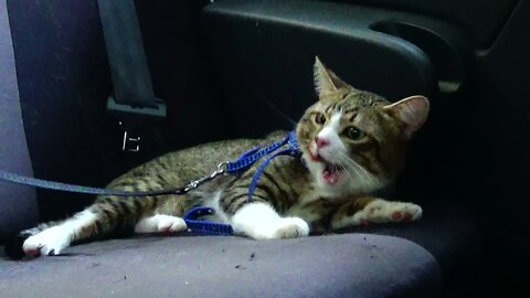 Tired Cat Is Happy to Be Back at the Car