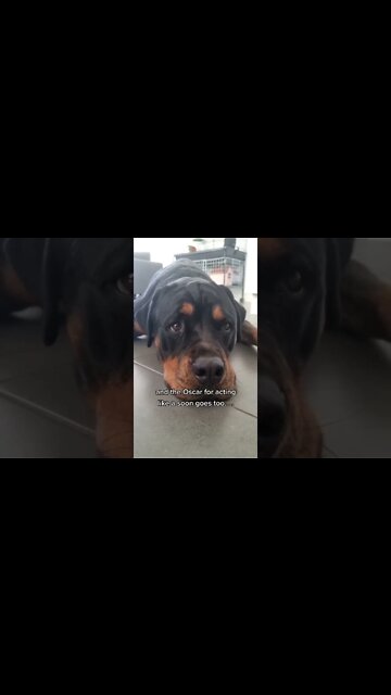 The Acting In This 👌Rottweiler Sulking🎬 #Shorts #rottweiler #dogs