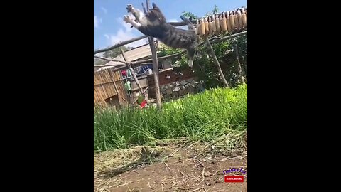 The catch of Oh Mai God Cat you have never seen before 🙈🥱😮