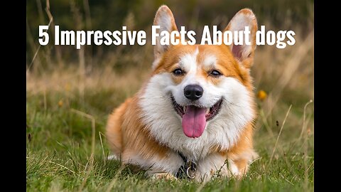 Impressive Facts About Dogs