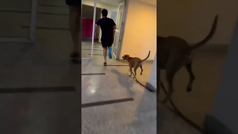 Funny Dog Imitates Owner