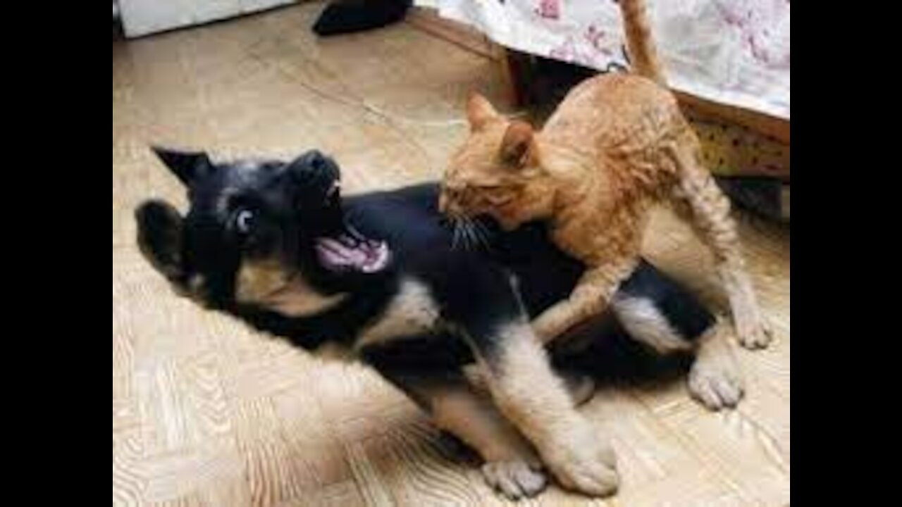 Funny & cute cat Short Video | Try not to laugh