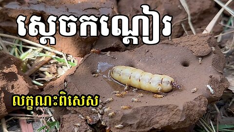 សត្វកណ្តៀរ| King of Termites