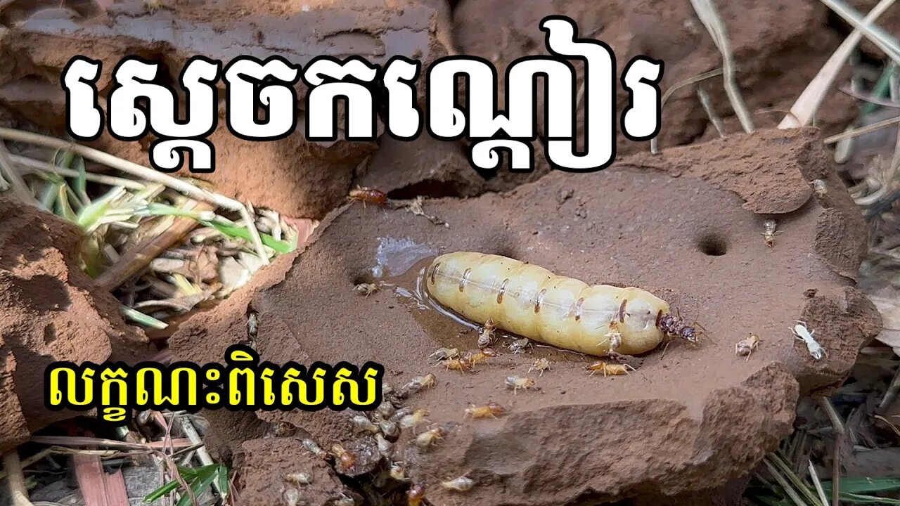 សត្វកណ្តៀរ| King of Termites