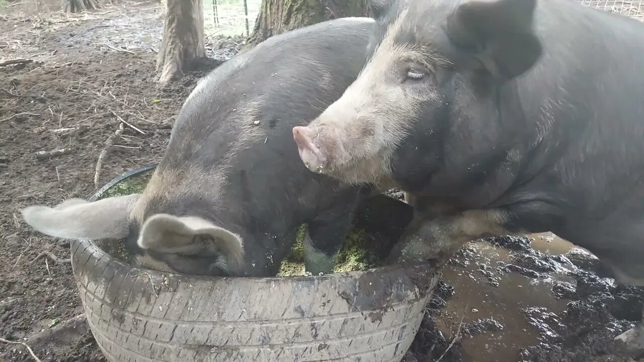 Pig snorts of impatience.