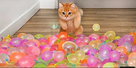 Funny & Cute Cats