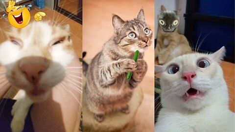 Funny cats, dogs domestic funny animals #shorts #rumbleshorts #viral #dogs #cats #cute #funny