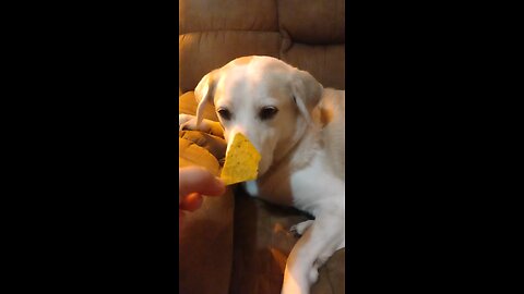 Doggo Tries | Part 2 - Dorito