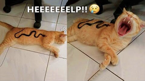 Funniest Cat and Dogs 2022