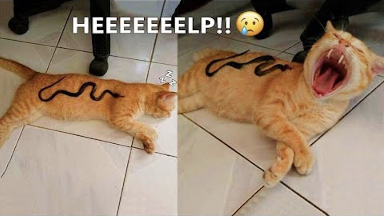 Funniest Cat and Dogs 2022