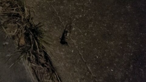 Cicada at Night