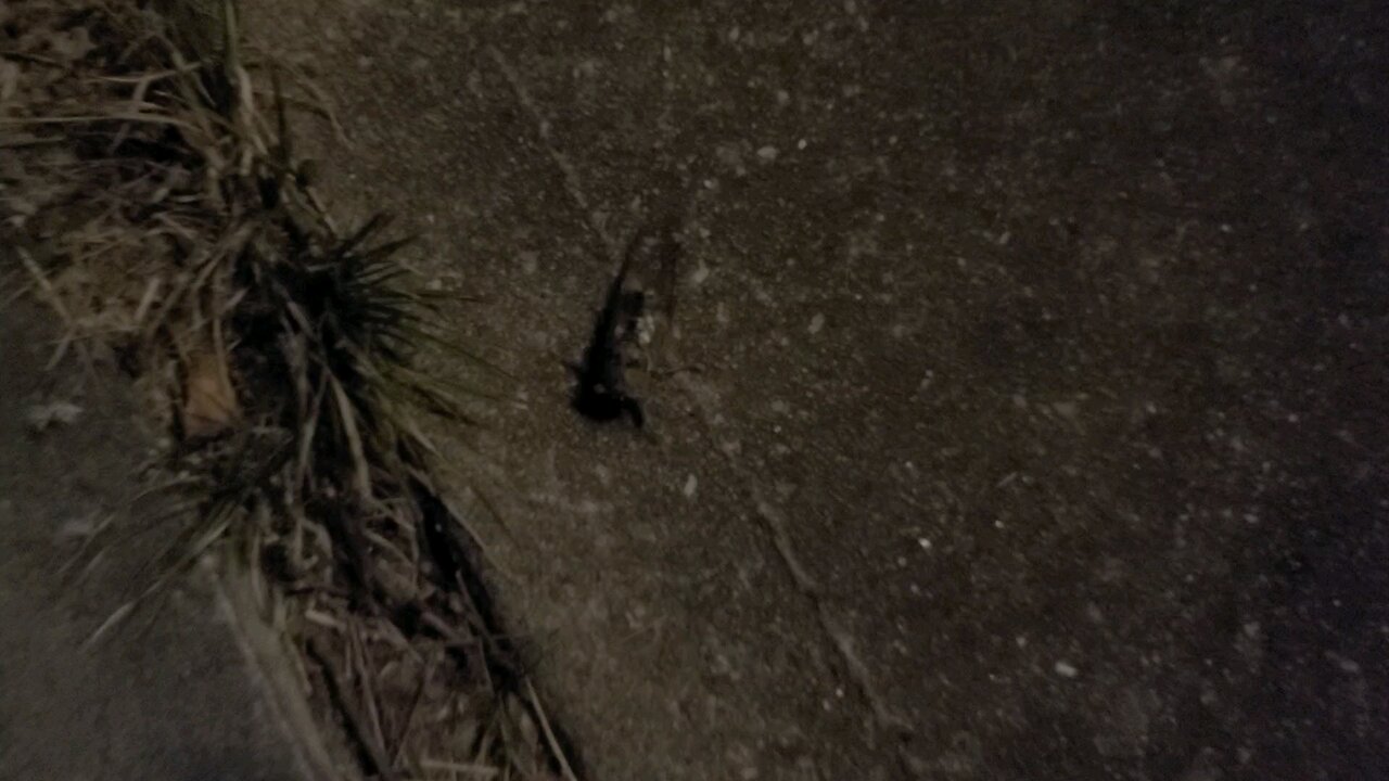 Cicada at Night