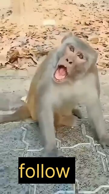 #funny #monckey #comedy #funymonkey