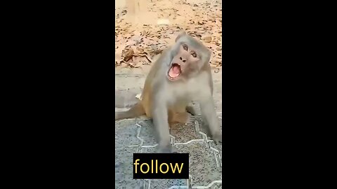 #funny #monckey #comedy #funymonkey