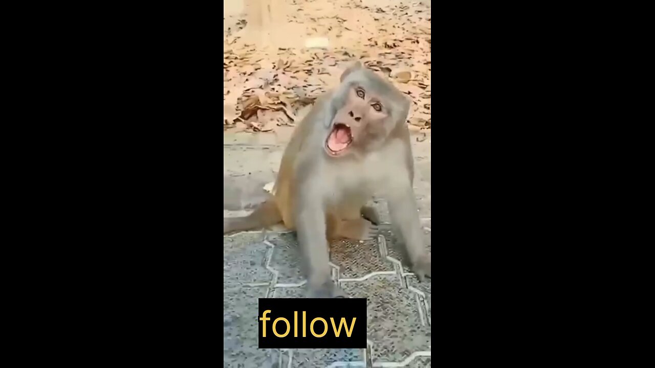 #funny #monckey #comedy #funymonkey