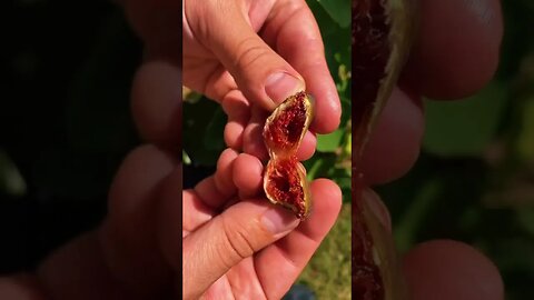 Rare cold hardy fruit that dehydrates for storage right on the plant! Fast growing fruit tree!