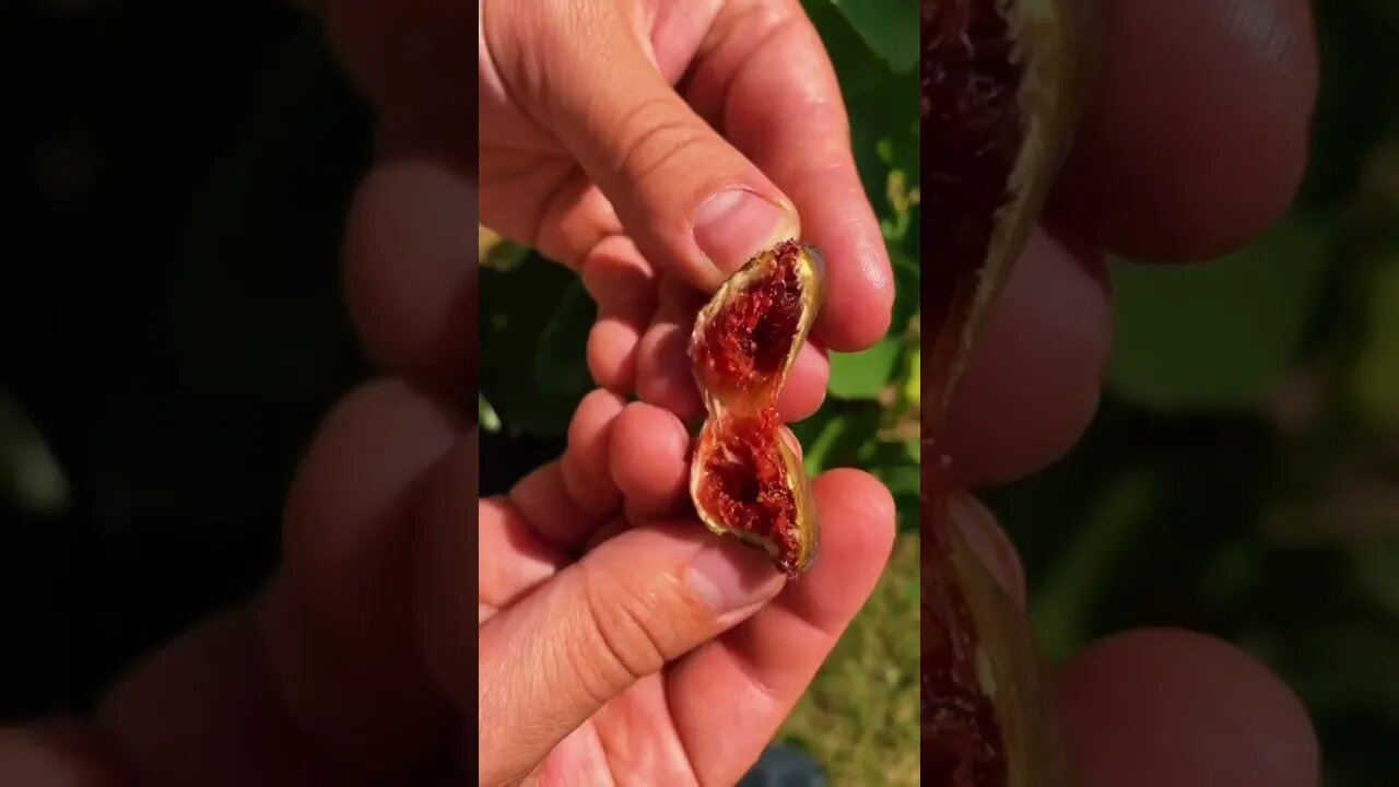 Rare cold hardy fruit that dehydrates for storage right on the plant! Fast growing fruit tree!
