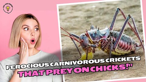 "Ferocious carnivorous crickets that prey on chicks!"
