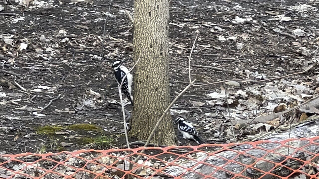 Hairy Wood Pecker