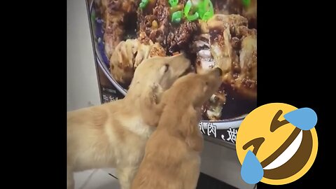 Funniest Cats and Dogs Vol.2