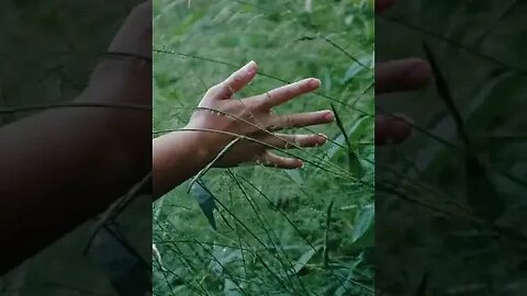 Double Tap this video if you like this Nature Content! #shorts #fishing #outdoors #nature