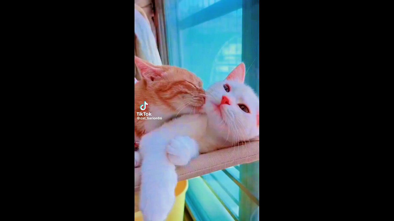so cute cat