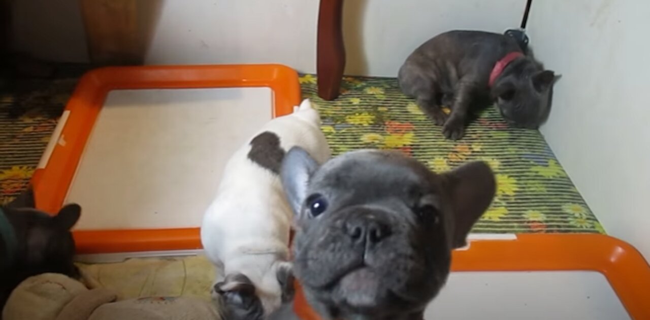 Puppies of the French bulldog Fedi-fights without rules