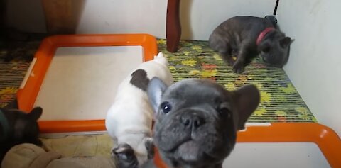 Puppies of the French bulldog Fedi-fights without rules