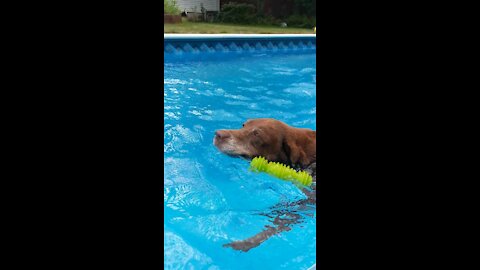 My good girl dog pulls me to shore