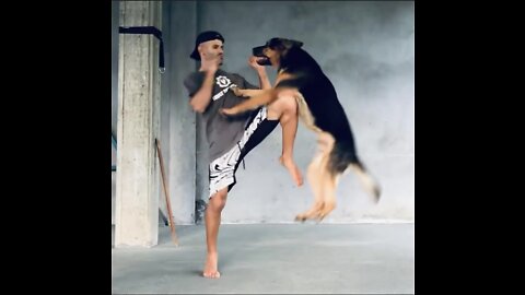 Defend Yourself From A Dog Attack With Few Tips