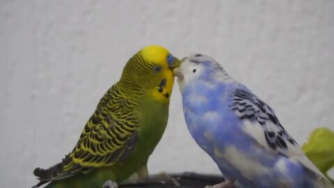 Watch 5 baby budgies growing day by day-2
